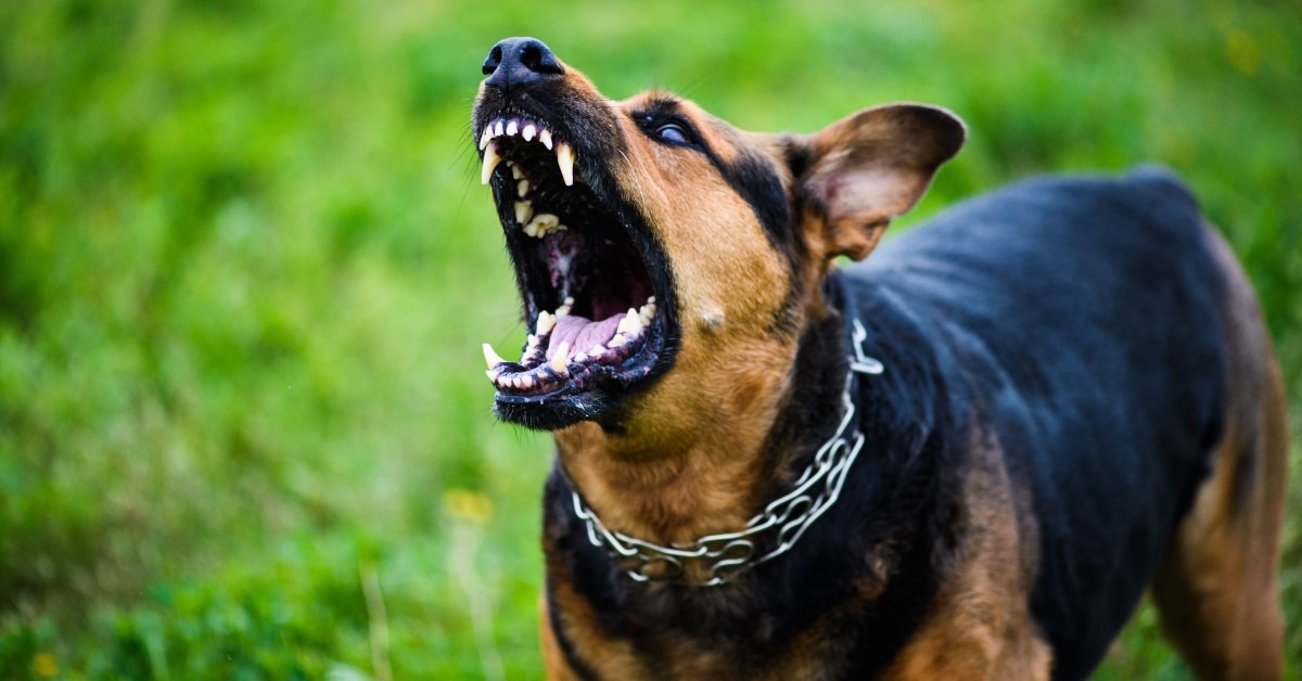 New Jersey Dog Bite Injury Lawyer in Madison, New Jersey